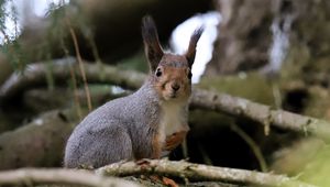 Preview wallpaper squirrel, glance, branches, glare, animal
