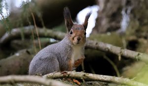 Preview wallpaper squirrel, glance, branches, glare, animal