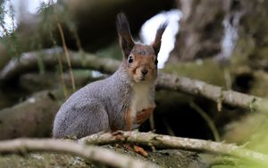Preview wallpaper squirrel, glance, branches, glare, animal