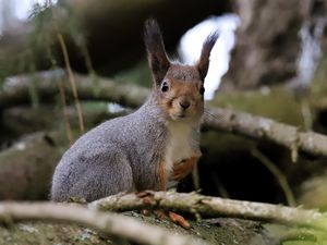 Preview wallpaper squirrel, glance, branches, glare, animal