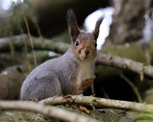 Preview wallpaper squirrel, glance, branches, glare, animal