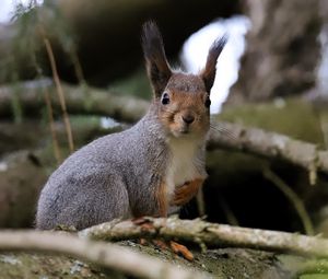 Preview wallpaper squirrel, glance, branches, glare, animal