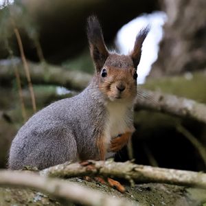 Preview wallpaper squirrel, glance, branches, glare, animal