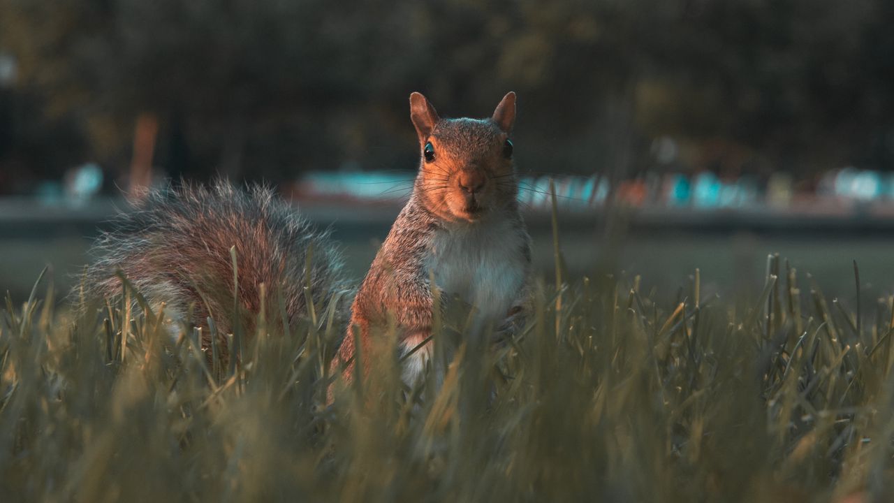 Wallpaper squirrel, glance, cute, animal, grass