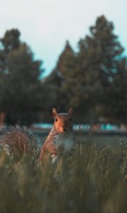 Preview wallpaper squirrel, glance, cute, animal, grass