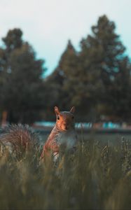 Preview wallpaper squirrel, glance, cute, animal, grass
