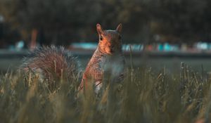 Preview wallpaper squirrel, glance, cute, animal, grass