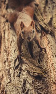 Preview wallpaper squirrel, glance, cute, animal, tree