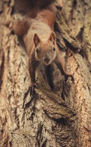Preview wallpaper squirrel, glance, cute, animal, tree