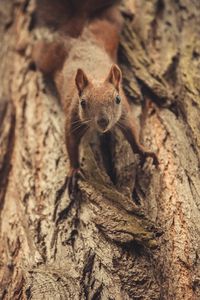 Preview wallpaper squirrel, glance, cute, animal, tree