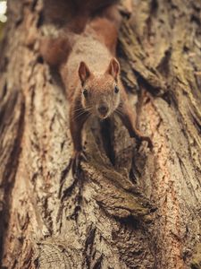 Preview wallpaper squirrel, glance, cute, animal, tree