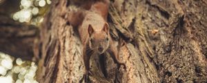 Preview wallpaper squirrel, glance, cute, animal, tree
