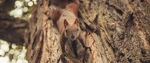 Preview wallpaper squirrel, glance, cute, animal, tree
