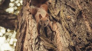 Preview wallpaper squirrel, glance, cute, animal, tree