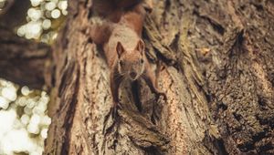 Preview wallpaper squirrel, glance, cute, animal, tree