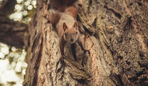 Preview wallpaper squirrel, glance, cute, animal, tree