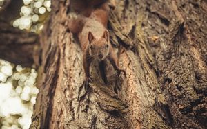 Preview wallpaper squirrel, glance, cute, animal, tree