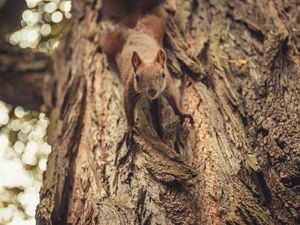 Preview wallpaper squirrel, glance, cute, animal, tree