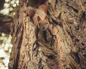 Preview wallpaper squirrel, glance, cute, animal, tree