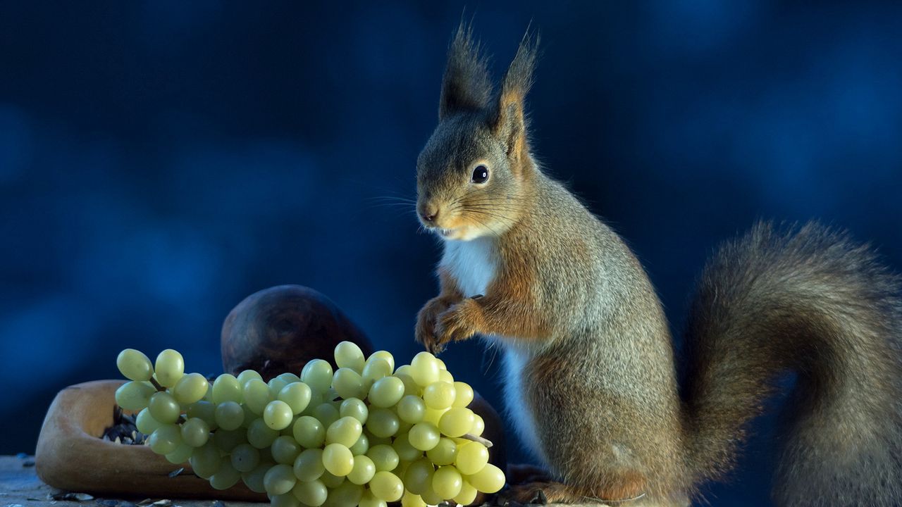 Wallpaper squirrel, grapes, food