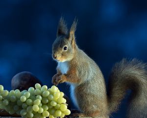 Preview wallpaper squirrel, grapes, food