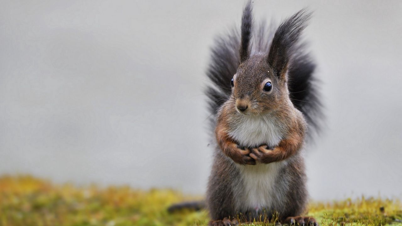 Wallpaper squirrel, grass, animal, fluffy tail