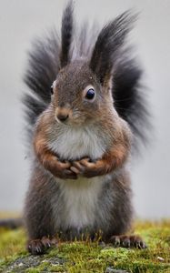 Preview wallpaper squirrel, grass, animal, fluffy tail