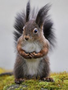 Preview wallpaper squirrel, grass, animal, fluffy tail