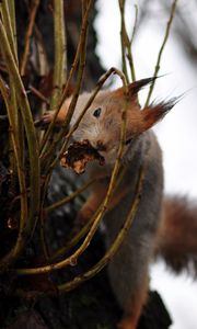 Preview wallpaper squirrel, grass, climb