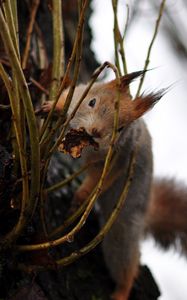 Preview wallpaper squirrel, grass, climb