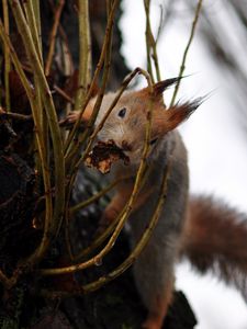 Preview wallpaper squirrel, grass, climb