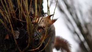 Preview wallpaper squirrel, grass, climb