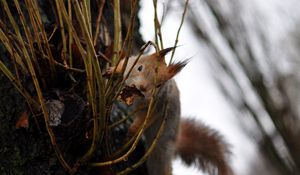 Preview wallpaper squirrel, grass, climb