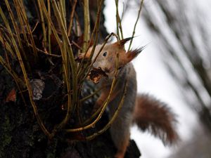 Preview wallpaper squirrel, grass, climb