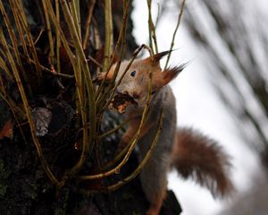 Preview wallpaper squirrel, grass, climb