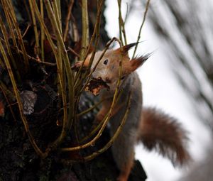 Preview wallpaper squirrel, grass, climb