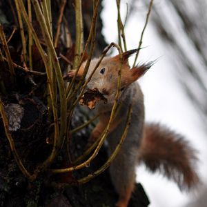 Preview wallpaper squirrel, grass, climb