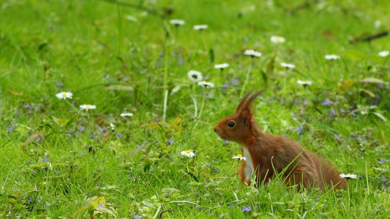 Wallpaper squirrel, grass, ears, wind, walk