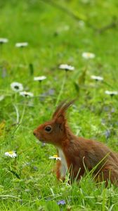 Preview wallpaper squirrel, grass, ears, wind, walk