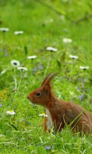 Preview wallpaper squirrel, grass, ears, wind, walk