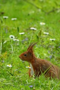 Preview wallpaper squirrel, grass, ears, wind, walk