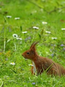 Preview wallpaper squirrel, grass, ears, wind, walk