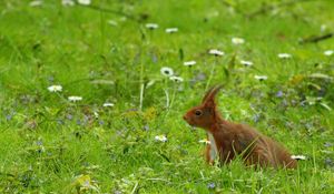 Preview wallpaper squirrel, grass, ears, wind, walk