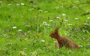 Preview wallpaper squirrel, grass, ears, wind, walk