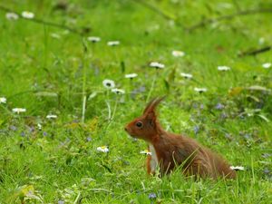 Preview wallpaper squirrel, grass, ears, wind, walk