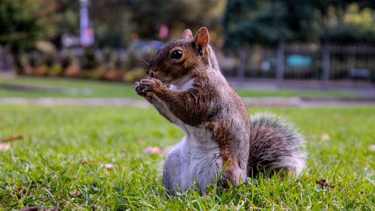 Wallpaper squirrel, grass, food, sit