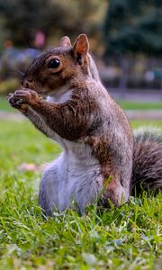 Preview wallpaper squirrel, grass, food, sit