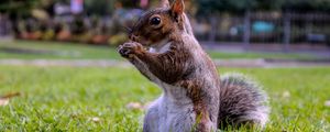 Preview wallpaper squirrel, grass, food, sit