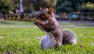 Preview wallpaper squirrel, grass, food, sit