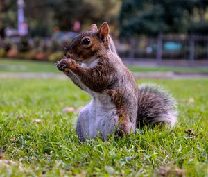 Preview wallpaper squirrel, grass, food, sit